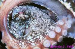Eye in eye. Common octopus photographed in Tenerife, Cana... by Arthur Telle Thiemann 